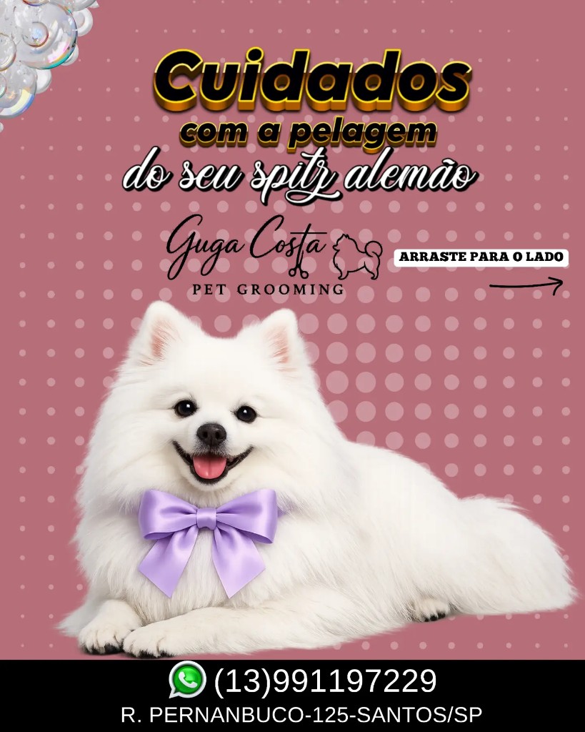 Cuidados com a pelagem de Spitz alemão na Guga Costa Pet Grooming em Santos-SP