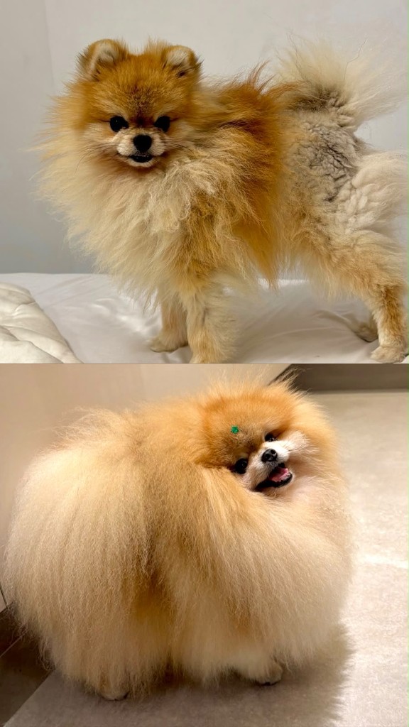 Antes e depois de Spitz Alemão com Alopecia X: pelagem rarefeita no alto e pelagem densa após protocolo multimodal e grooming premium na Guga Costa Pet Grooming, Santos