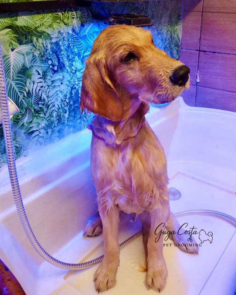 Banho no spa com iluminação ambiente (cromoterapia) e pelagem molhada pronta para enxágue