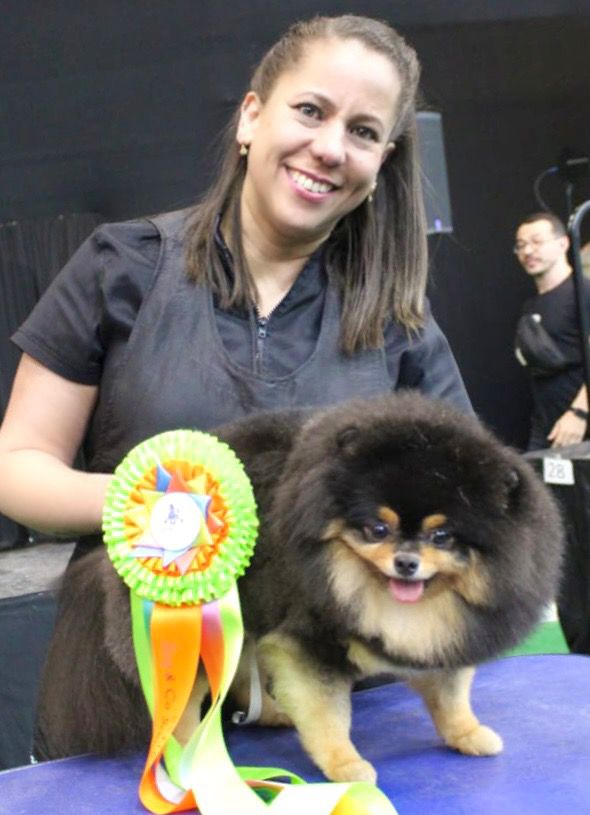 Guga com Pomerânia, fita de premiação e mesa de grooming