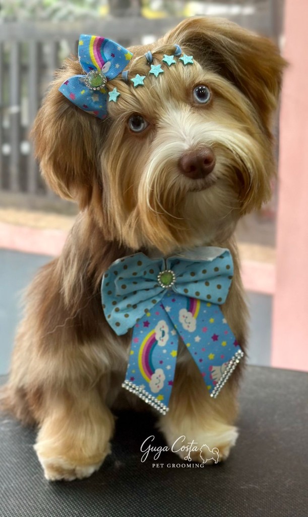 Cão de pelo longo com acabamento artístico — laços e presilhas azuis com strass