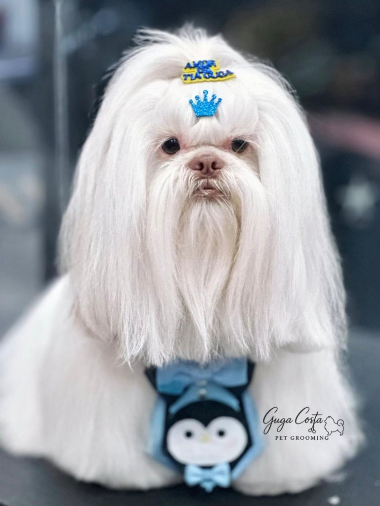Cão de pelo branco (Shih/Maltese) com topknot, laço e acessórios de finalização