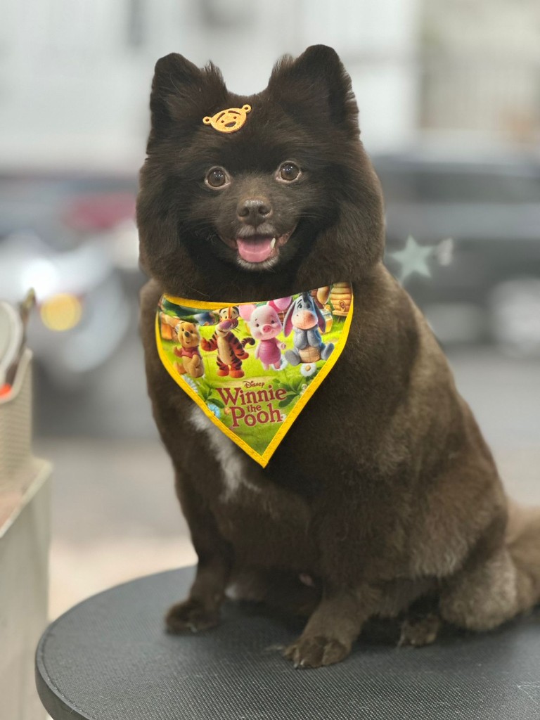 Spitz (Lulu) com tosa ursinho estilo bebê/ursinho — bandana temática, clipe no pelo e acabamento no salão