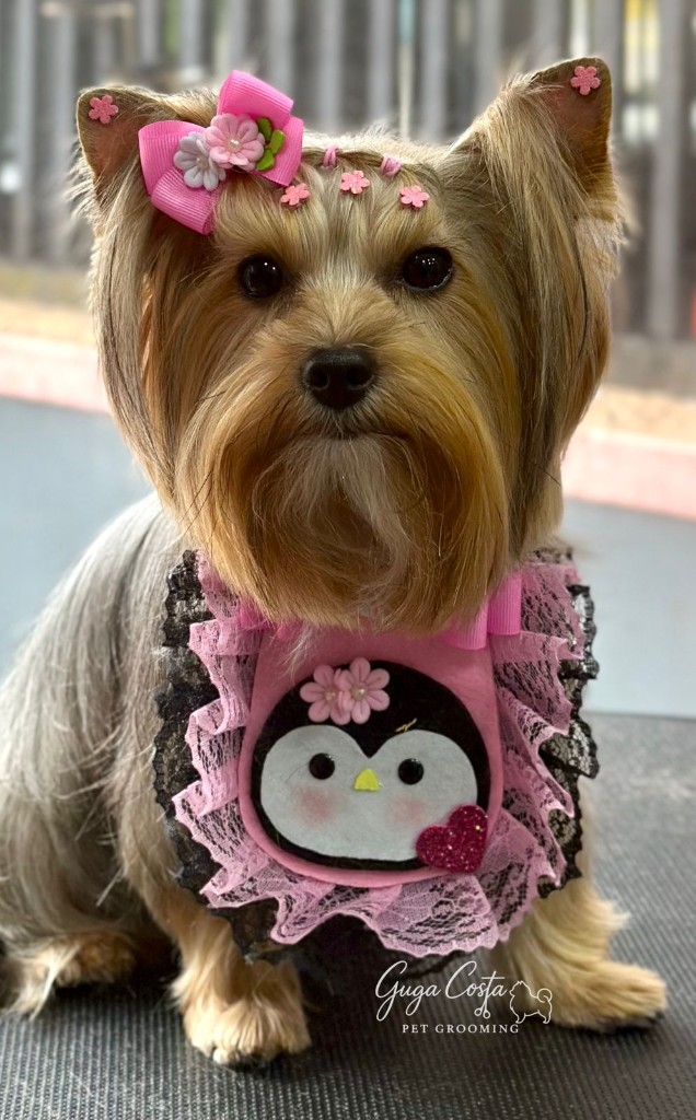 Yorkshire com tosa de acabamento e acessórios rosa — penteado e finalização