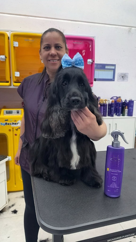 Guga com cocker spaniel após grooming, com laço decorativo