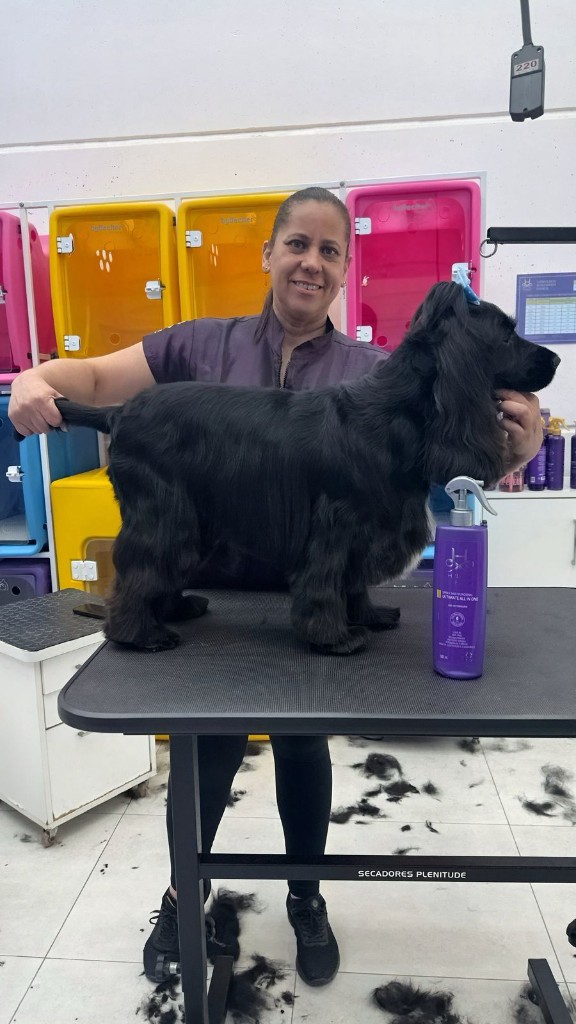 Guga posicionando cocker spaniel na mesa de tosa — salão e estrutura