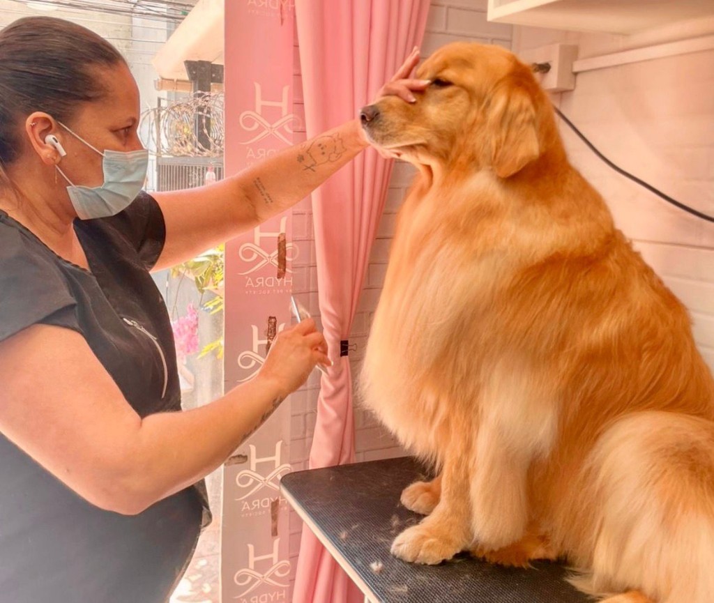 Guga tosando um golden retriever no salão — cuidado profissional com tesoura