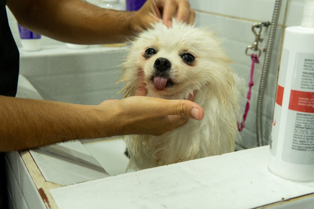 Cão de pelo branco a ser banhado numa tina, com profissional a seguir o procedimento.