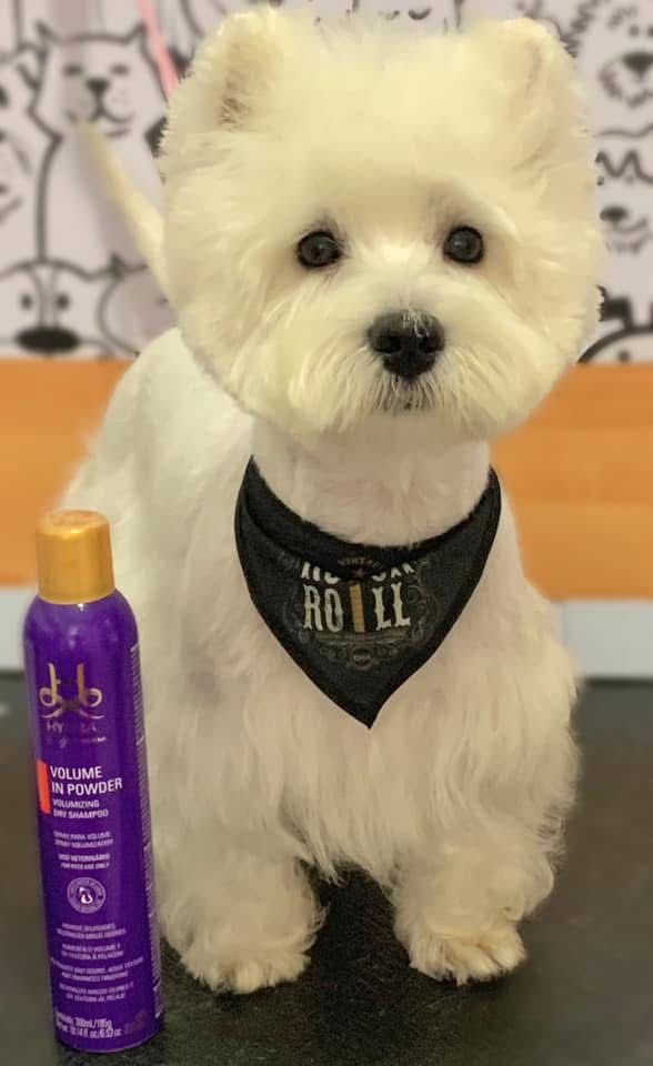 Cão branco — tosa de cabeça esférica (estilo bichon) com acabamento premium