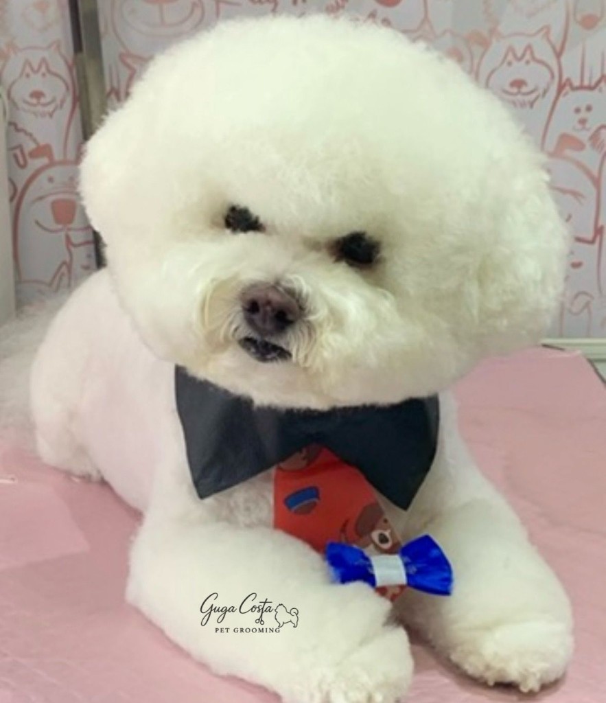 Bichon com gravata borboleta e laço — tosa de referência