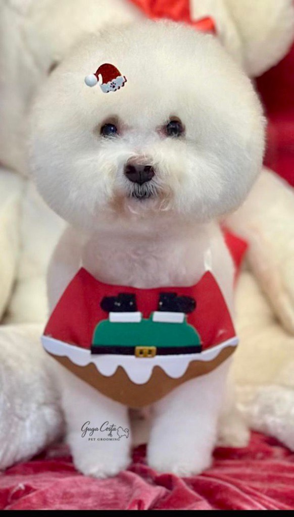 Bichon com visual de Natal — acabamento artístico e criativo