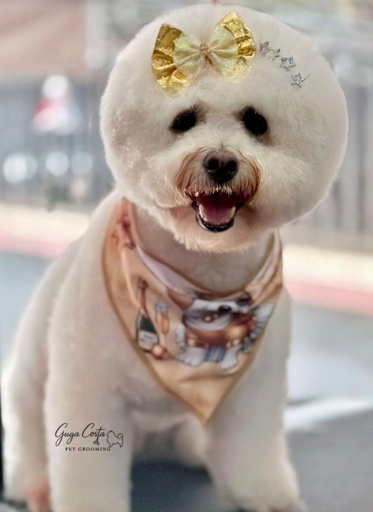 Cão branco com laço dourado e estrelinhas — tosa em bola