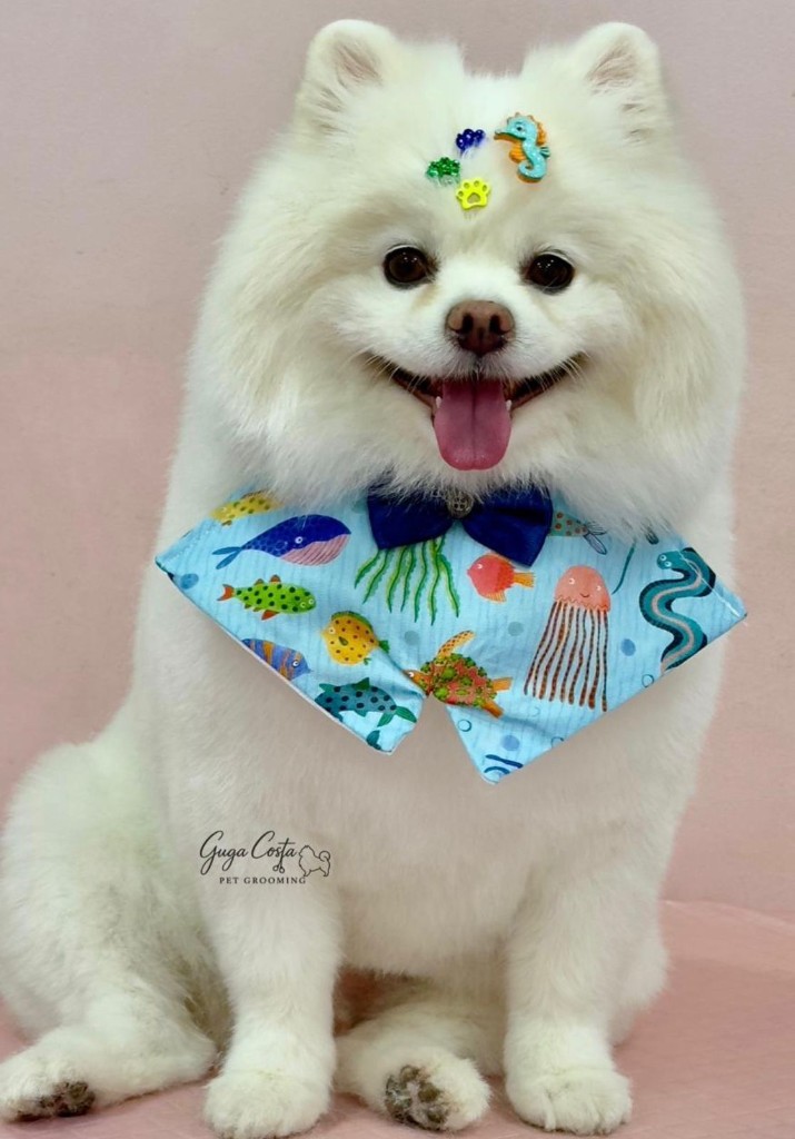 Spitz com bandana e presilhas coloridas — tosa ursinho