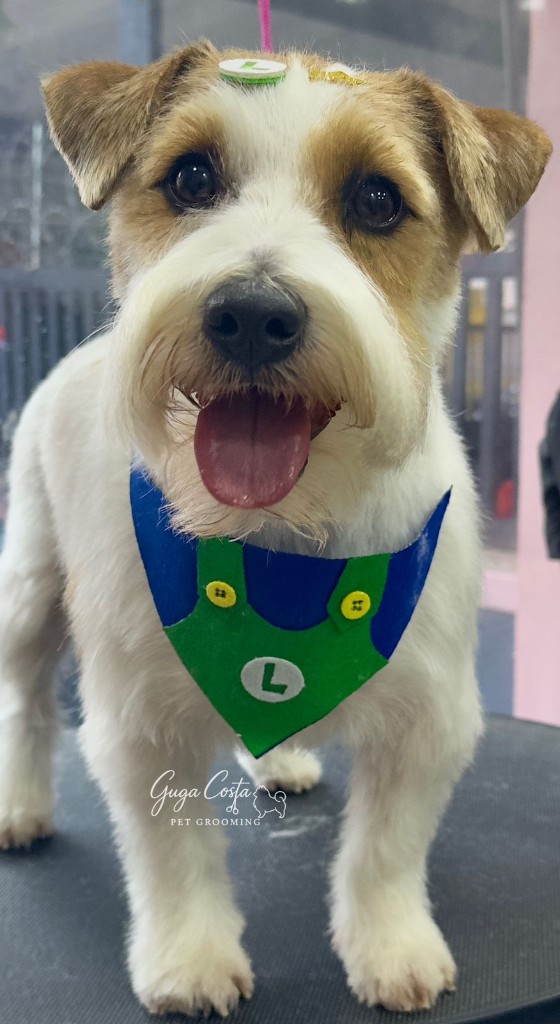 Jack Russell com estilo temático (Luigi) — tosa criativa