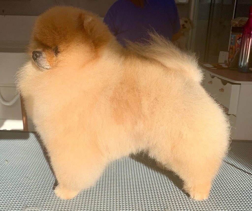 Lulu da Pomerânia em tosa ursinho (perfil) — precisão com tesoura