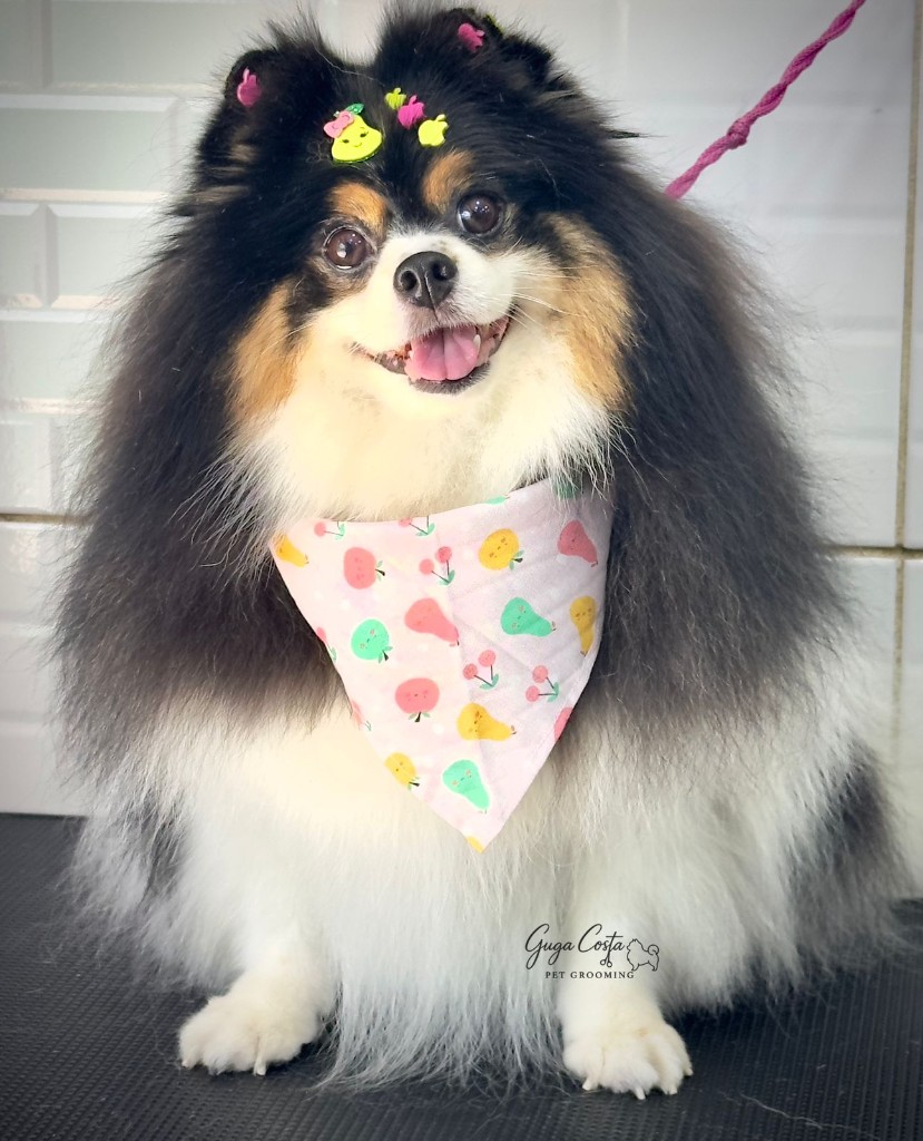 Lulu tricolor com presilhas e bandana — acabamento detalhado