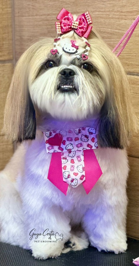 Shih Tzu com laços e gravata — acabamento de salão