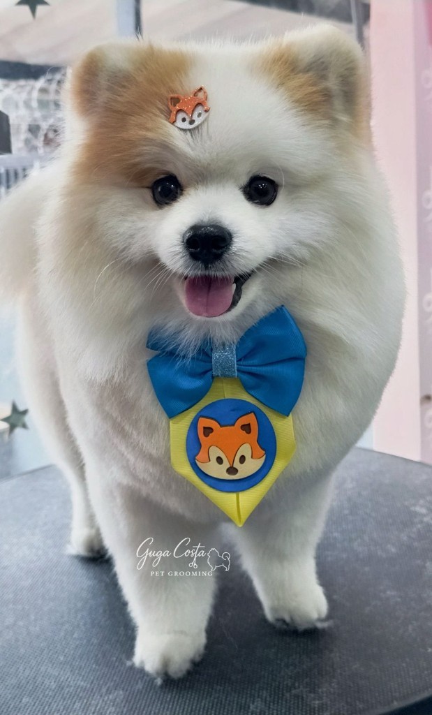 Lulu branco com tosa ursinho e gravata com emblema