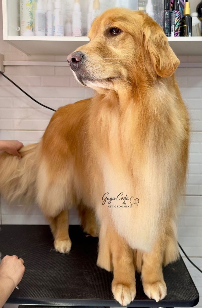 Golden retriever com pelagem e peito em destaque — tosa de longa porte