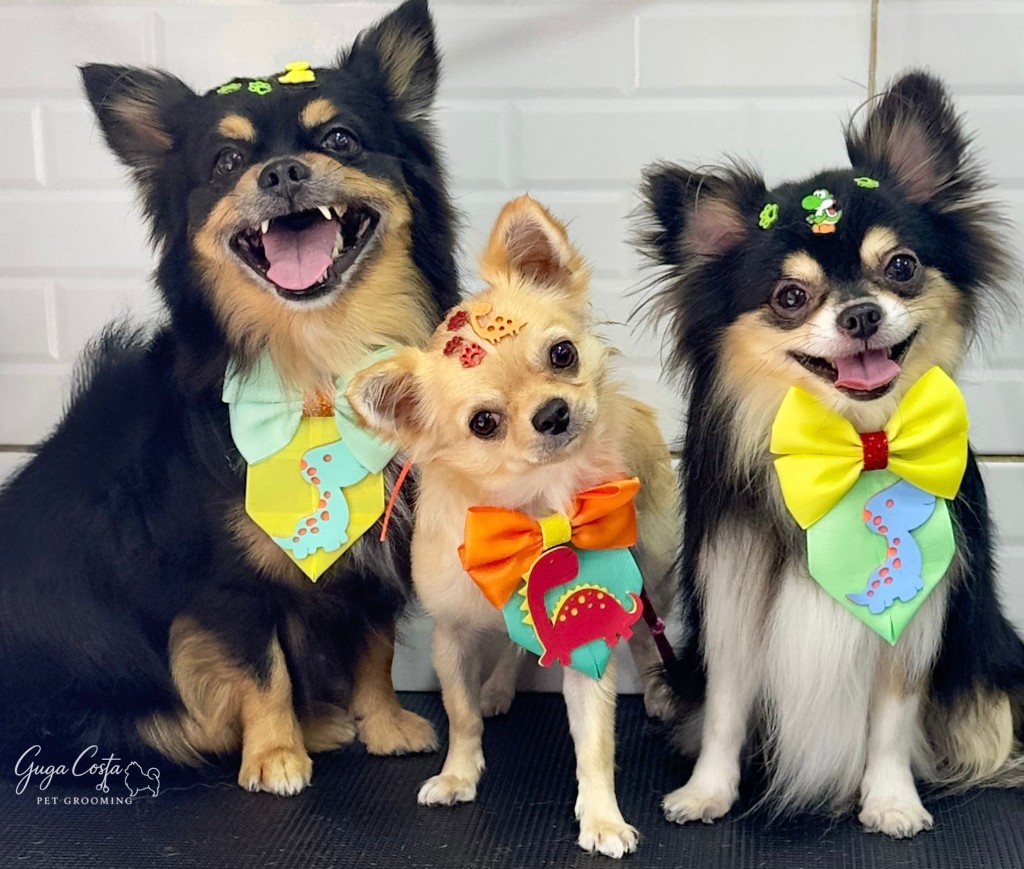 Três cães com acessórios e acabamento em trio — tosa de referência