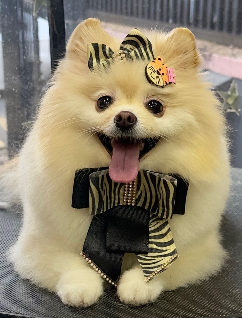 Lulu creme com laço e brilho — tosa ursinho glam