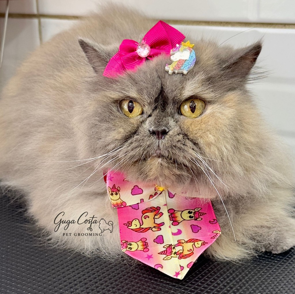 Gato persa com acessórios (banho e tosa felina) — acabamento completo