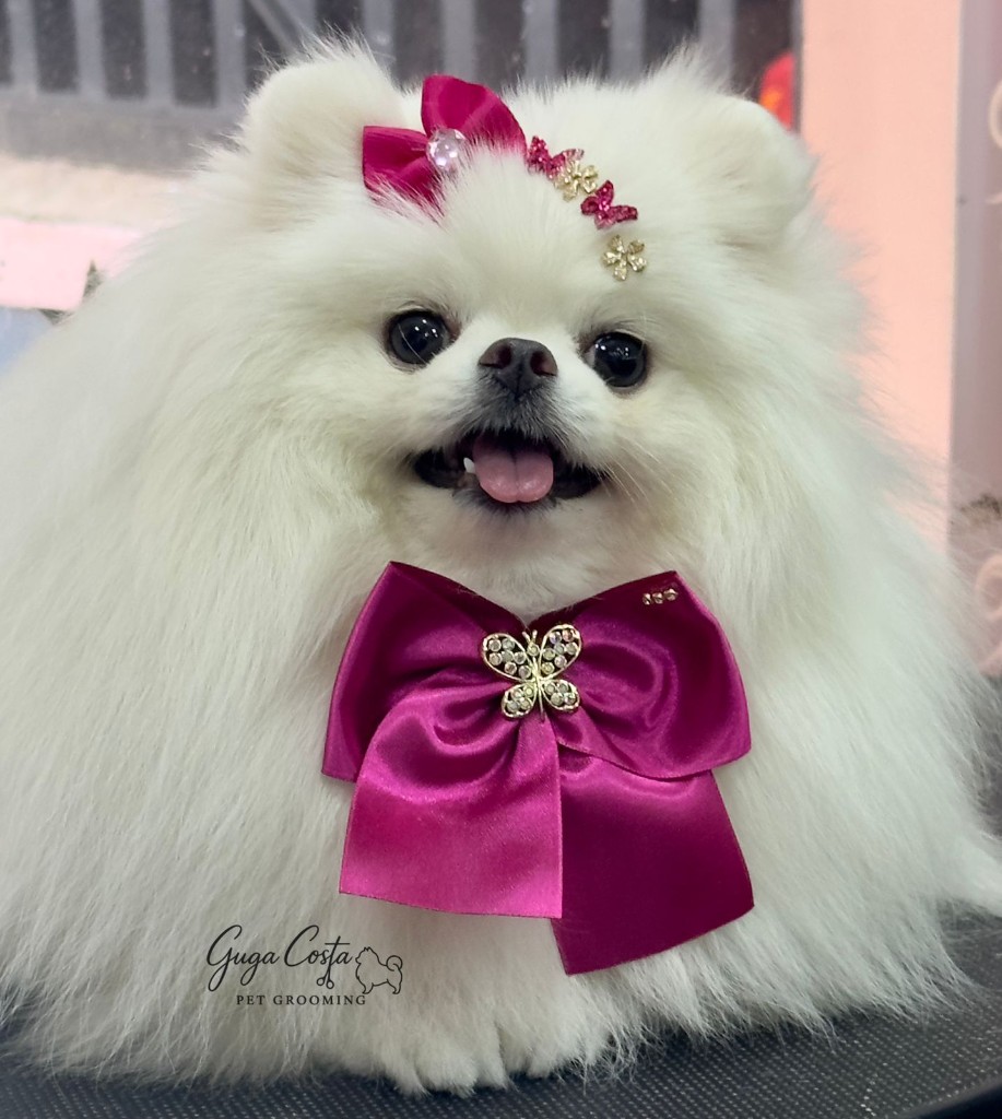 Lulu branco com laços rosa e joias — tosa ursinho premium