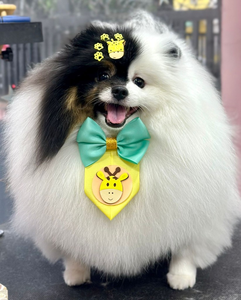 Spitz (Lulu) com tosa ursinho glam